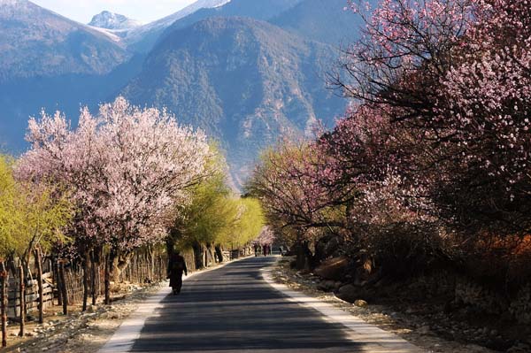 波密·桃花溝風(fēng)景區(qū).jpg